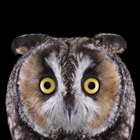  Очаровательные совы