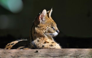 Сервалы круче.