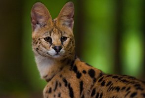 Сервалы круче.