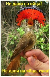  Поразительное великолепие фауны - 20 ярких птичек-невеличек