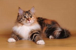 600 грамм золота за кошака? Окстись автор, во-первых не золотых, а серебряных гривны, это примерно соответствует викинговским трём маркам. А во-вторых не просто за кошку, а за трёхцветную "счастливую", обычная кошка кому была нужна? Три марки это не вол, а корабль типа кнорра, вол стоил на порядки дешевле. Проверяйте хоть информацию, потому как я не владею данными археологии о кошках, а после пассажа о золотой гривне и полкило злата за кошку, доверие к остальной части текста уже нет.