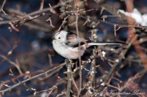 Ополовника забыли. Ополовник или длиннохвостая синица.