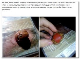  Семья потратила $250 на удаление опухоли золотой рыбке