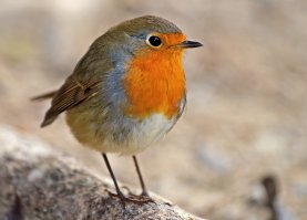 Наши птицы.
Зарянка (малиновка) и щегол.