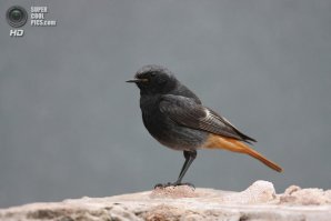 Наши птицы.
Горихвостка-чернушка, и горихвостка белошапочная.