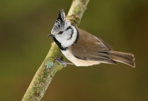 Наши птицы.
Синицы: большая синица, гренадёрка, лазоревка.