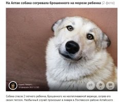 Что-то собаки активизировались...