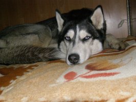 Подозреваю, что это у собак в крови.
Мы гуляли с хаски утром 1 января. Полное обезлюдивание. Вдруг она потянула к сугробу, за которым лежал пьяный парень без куртки. Собака стала облизывать ему лицо, тормошить лапами и пыталась накрыть телом.