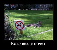 Дети и кошки. Смешные фотографии