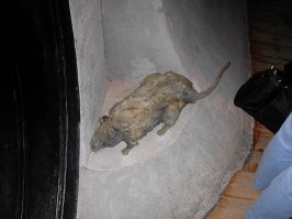 Насчет крыс-мутантов (хоть и не в метро): был лет 5 назад в Киеве. Посетил Музей Воды (Водно-информационный центр). Экспозиция посвящена снабжению города водой, а также канализации. И в ней есть пара чучел крыс. Об размеру судите по фотографии.