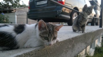 Очень колоритные уличные коты. Часть 2