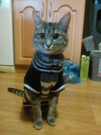 А это наши "дворянские". Коте в свитере - это наказание за хулиганство.