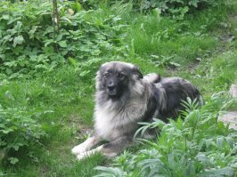 А это наши "дворянские". Коте в свитере - это наказание за хулиганство.