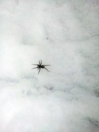 Паук-волк на снегу