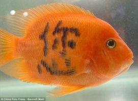 У меня тоже есть 2 рыбки в аквариуме . не знаю как называются, кину фото (только у меня они без иероглифов. у них на брюхе какие то цветочки. ) тоже живут уже 8 лет. Но двадцать лет это много. Не знала, что они могут жить столько.