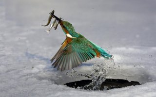  Два зимородка вмерзли в лед