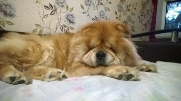 Морда от счастья растеклась ...., на кровати разрешили полежать.