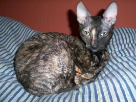 "я Вам не сажу за всю Одессу" ((с) Никита Богословским и Владимир Агатов)
Есть такая порода - "корниш рекс". 
Живёт у нас такая. 
Я не имел возможности замерять её скорость, но точно знаю, что я не успею сказать "раз", как она "из положения спать" из под моего бока, оказывается в коридоре или туалете (немецкий дом, Калининградская область) стоя в зубах с ничего неожидавшей мышью.