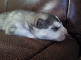 у меня тоже почти волк !