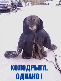 Собаки - самые преданные и благодарные нашу друзья. За заботу отвечают нам бескорыстной любовью. 

Увидел в инете эту картинку - не могу не поделиться. Хороший хозяин у собакина, заботится о нем, чтобы не мерз в мороз.