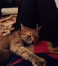 Миф о том, что животные не могут быть благодарны - всего лишь миф!!! Когда я забрала себе кошку, которую бывшие владельцы выкинули в полностью завязанном полиэтиленовом пакете, она несколько недель не могла отойти от меня, просто подходила, садилась или ложилась рядом и обнималась!!!