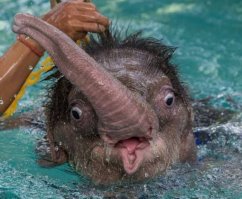 А это - Ждун, который дождался...