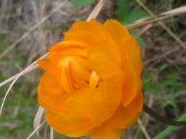 Эх...моя срогонина последняя из муксуна-уехал с таймыра 3 года уж как.