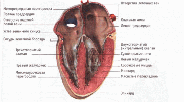 10 известных символов (и что они на самом деле означают)