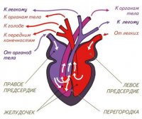Ну да, если посмотреть на сердце рептилии.