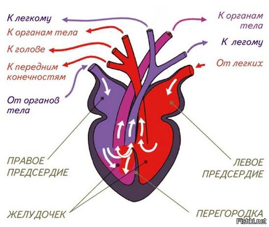 Ну да, если посмотреть на сердце рептилии.