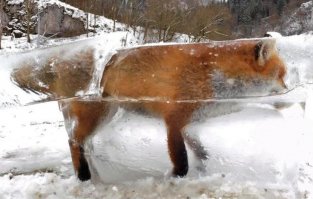 Они ещё и лису ради фото загубили.