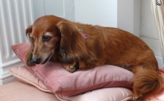 кто-то тут свистит. у длинников к 14 морда вся седеет, а уж в 18 и подавно. опять же когти не стрижены (на последнем фото видно), с челюстью беда, катаракта -собака не видит почти.. "жизнь полную приключений" очевидно ведет хозяйка.
вот старая такса, для сравнить: