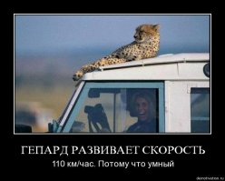Топ 10 самых быстрых кошек в мире 