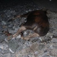 Знаем, были... очень повезло что ехал один и лосиха почти проскочила. По статистике удар в лося со скоростью 70км/ч и выше смертелен для передних пассажиров. И если не успеваете остановиться, то бейте в заднюю часть, у лося весь вес спереди.