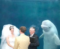 Белуха.  Белуга это осетровые и выглядит иначе. 
А в целом хорошо!