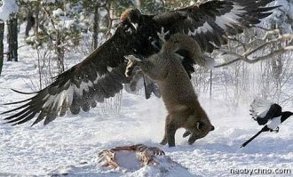  Птицы и их добыча