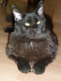 мой, 8 месяцев...