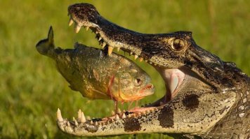  Птицы и их добыча