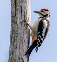 Пёстрый дятел