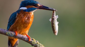  Поразительное великолепие фауны - 20 ярких птичек-невеличек