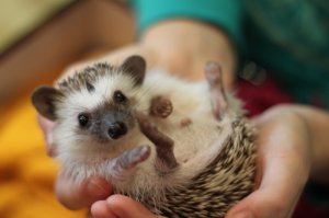 Единственное, что вам нужно знать про ежей - это то, что гадят они так, что вы охренеете. Нет, не думайте, что все гадят, и что такого. Они просто наваливают кучу за кучей. Можно ничего не делать больше по дому и только убирать за ним. Друзья купили ежа, я сам за ним ездил. Вот он, на фото.
Этот милаш, за ночь, умудрился навалить и утрамбовать по краю клетке столько, что получилась сплошная беговая дорожка. Кстати. трава в клетке не растёт и живот он не чистит. Живот у него весь в дерьме. Причём дерьмо очень похоже на человеческое по запаху, что поделать, еду такую они едят.
Да и вообще, по травке они бегают, только чтоб писюн щикотать)))

Эмоций не никаких не проявляет к хозяину равнодушен. Единственное, что может вас утешить, это то, что хозяина он менее боится чем совсем чужого. Но толку от этого мало. Ми ми-ми не получится, нежно поглаживать иголки, это всё что остаётся. По ощущениям и получаемой отдачи, всё очень похоже на жизнь с кактусом. Только вот кактус не гадит и еды не просит.

Еж не смотрит  предано в глаза, не виляет хвостом, нет он просто жрёт и срёт! Всё! Это его основное занятие. Если ему не понравится он ощетинится и вы его не возьмёте, чтоб живот отмыть от дерьма, так и будет бегать, вонять и продолжать гадить. При этом, никакие слова типа: - Эй миленький иди сюда я тебе животик помою. Не подействуют ему похрен, он даже ухом не поведёт, просто навалит очередную кучу и пойдёт дальше, наступив в неё и даже не обратит на это внимание.

По уму, разуму и всему остальному, крыса по сравнению с ежом примерно как человек с железным шариком. Крыса и на имя откликается и эмоции проявляет и гадит в одном месте, да и что говорить умнее в тыщщу раз. 

Кому нужен еж. Поверьте, если вы купите чучело ежа то будет в тыщщу раз лучше. Ощущений что это живое существо, от ежа нет. Это просто агрегат, который в одно место засовывает себе еду и из другого места вываливает её же, только уже вонючей. Всё.