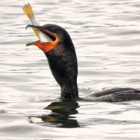 А мы тут рыбку чистим, потрошим, режем-солим, потом жарить, потом еще косточки полчаса выбираешь. Заипешься одним словом.
А тут все просто поймал-съел.