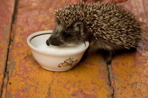 когда печаль тебя снедает потрогай пузико ежа он будет хрюкать и смеяться и ты поймешь что счастье есть.