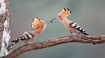  Птицы и их добыча