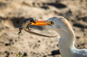  Птицы и их добыча