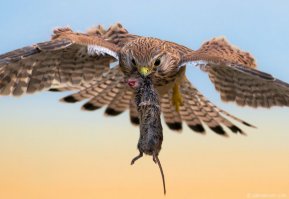  Птицы и их добыча