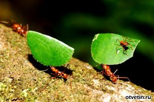 незачёт! У муравьёв на листьях должны быть тестировщики!