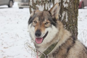 собака, посещала занятия по дрессуре, а как на волка похожа