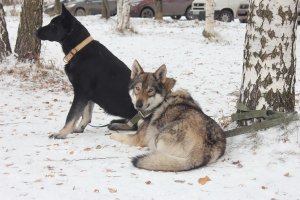 собака, посещала занятия по дрессуре, а как на волка похожа