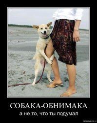 Собака, которая очень любит обниматься